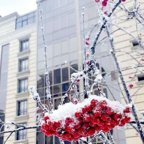 Photo #9010471