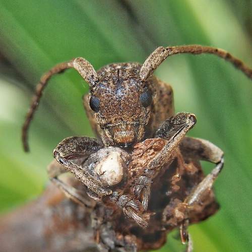 Coleoptera-Cerambycidae is a plant in sugar cane. Coleoptera-Cerambycidae worm is in the soil 1-2 years to live in the sugarcane trunk. And bites eat in sugar cane and will eat the sugar cane
