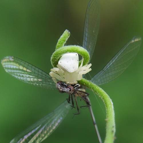 Photo #9010827
