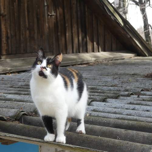 Photo #9010913