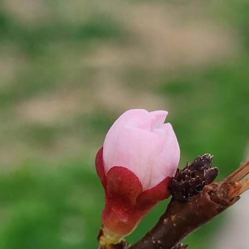 Photo #9011009