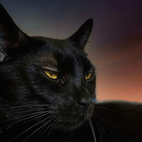 Photo #9012426