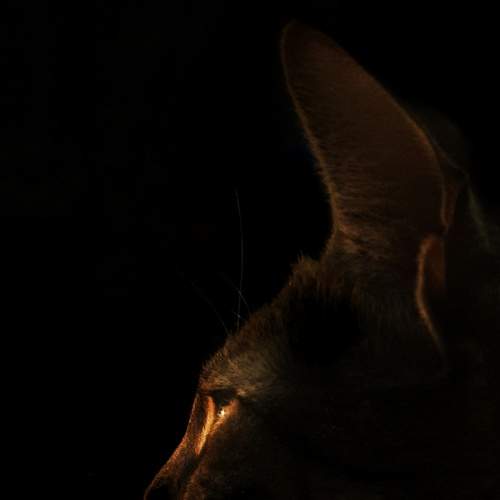 Photo #9015283