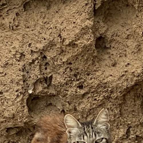 Photo #9018421