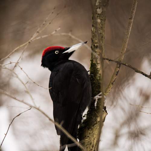 Фотография #9018516