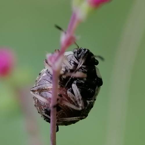 stink bug