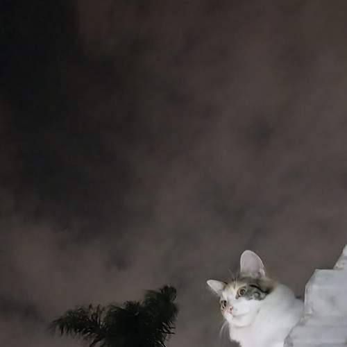 MY CAT CLEO