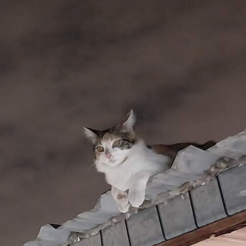 MY CAT CLEO