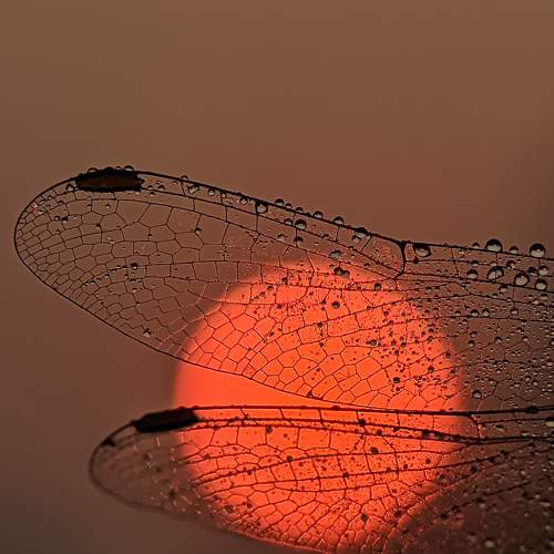 Photo #9024877
