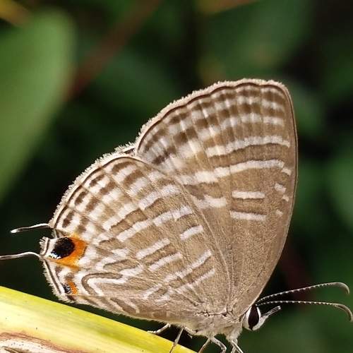 Photo #9025093