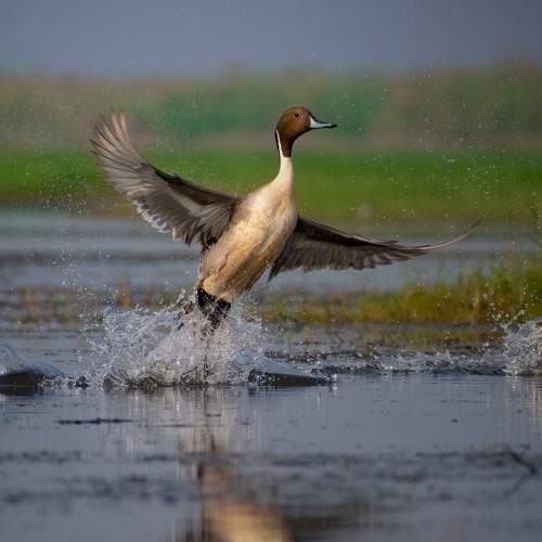 Photo #9025353
