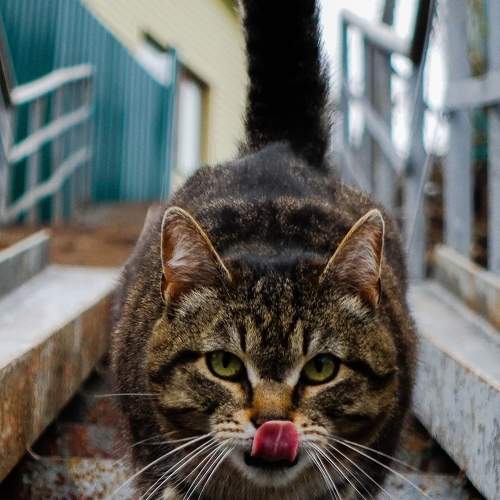 Нападающий кот