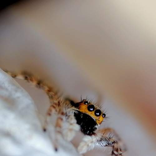 Photo #9025848