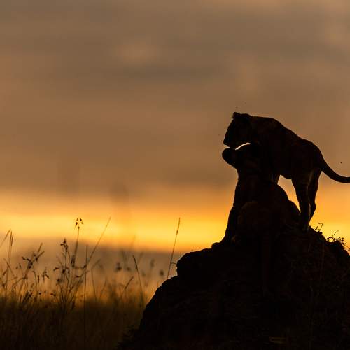 Photo #9027173