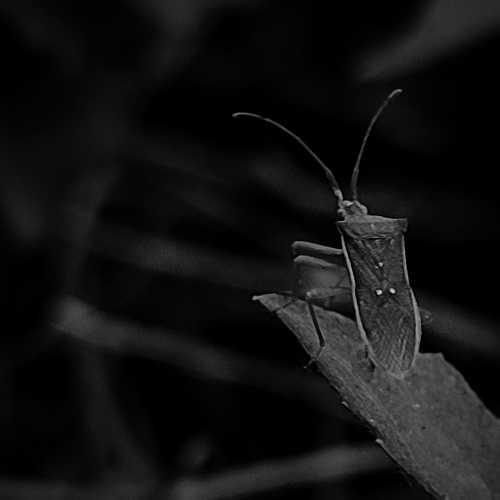 Photo #9028246