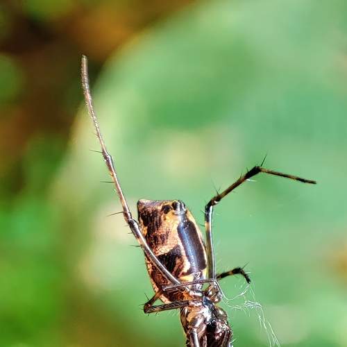 Nephila Spider