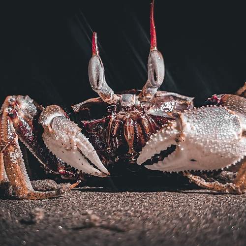 The crab