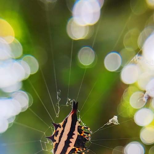 Yellow spiny orb weaver spider