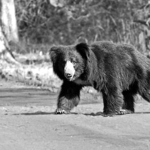 Sloth Bear