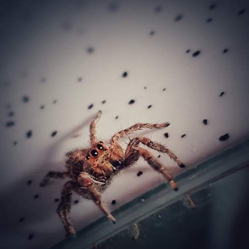 Photo #9030012