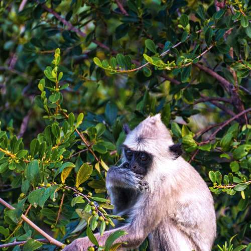 Yala National Park. Sri Lanka.