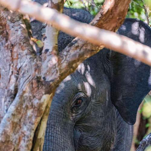Yala National Park. Sri Lanka.