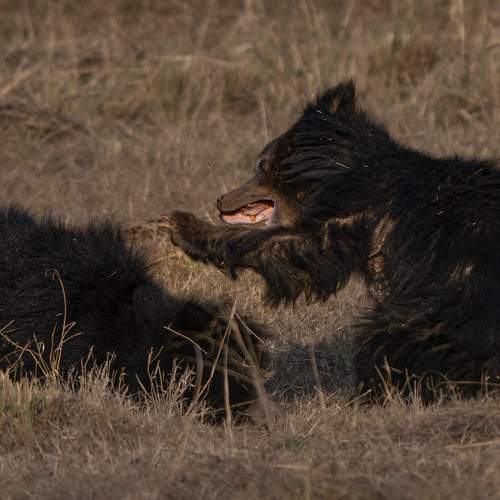 Photo #9032121