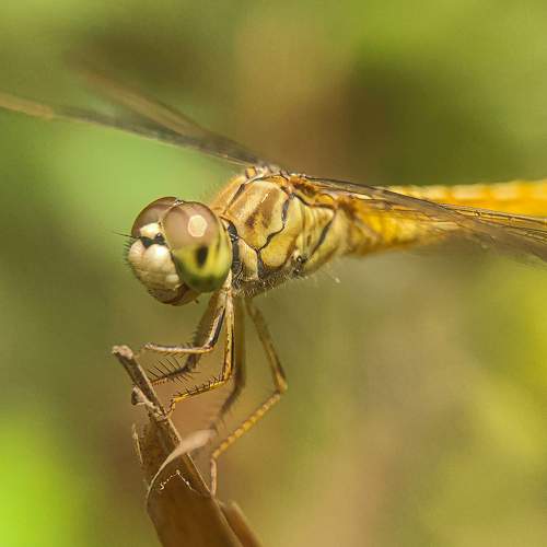 Photo #9032326