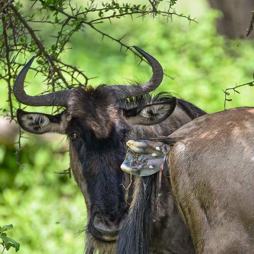 Photo #9034060