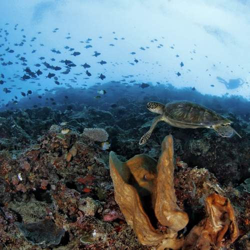 Underwater view