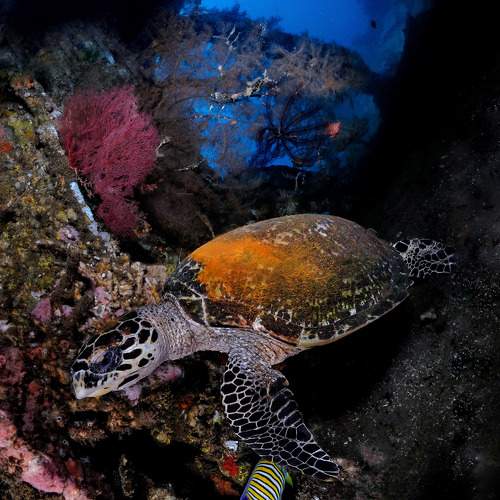 Wreck turtle