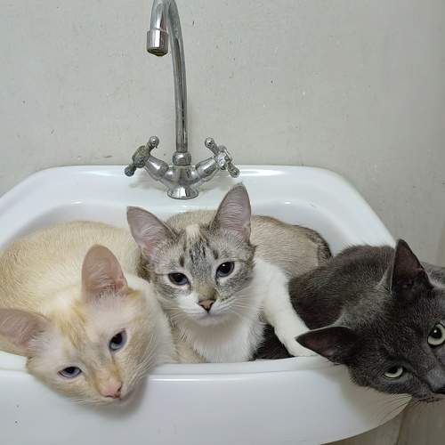 Photo #9034341