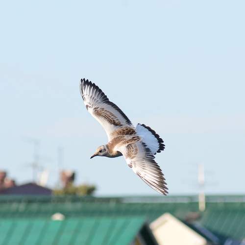 Photo #9035181