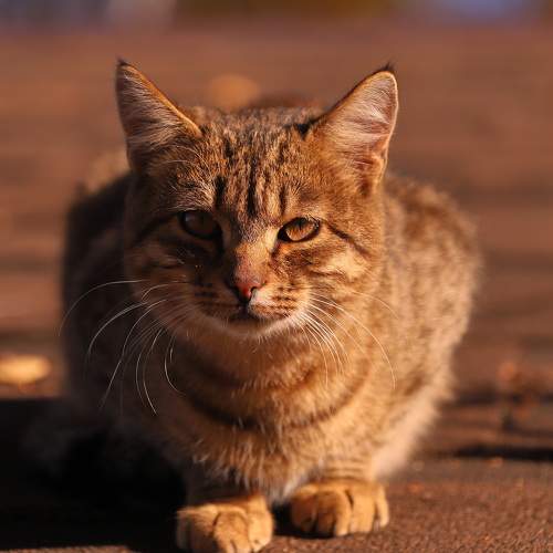 Photo #9035940
