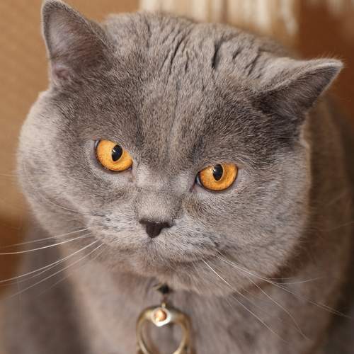 Photo #9038781