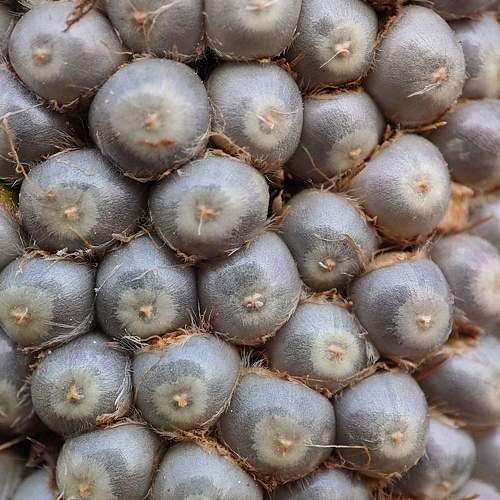 pearl millet