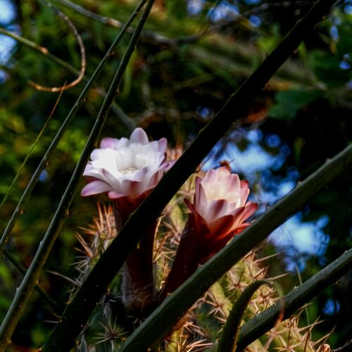 Flor de Mandacaru