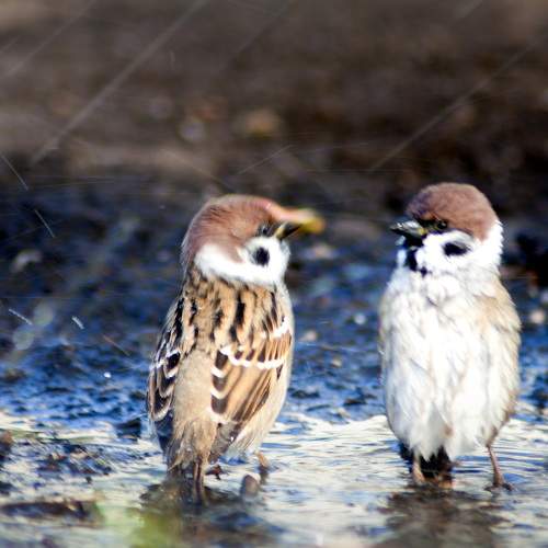 Photo #9043533