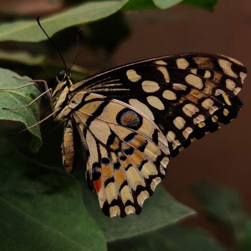 Photo #9043673