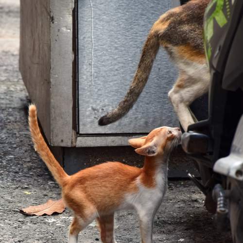The cat's