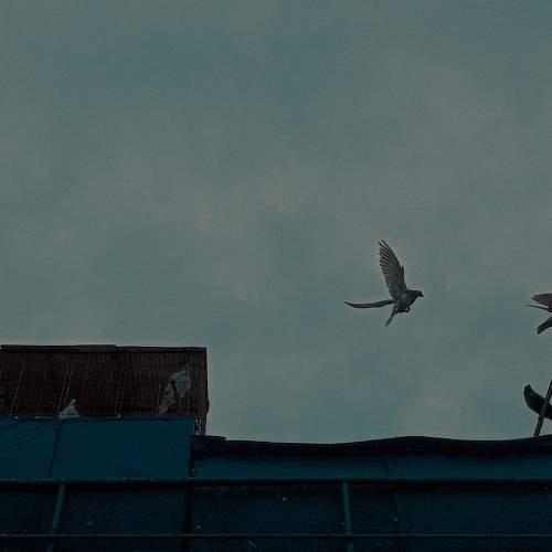 Uncaged