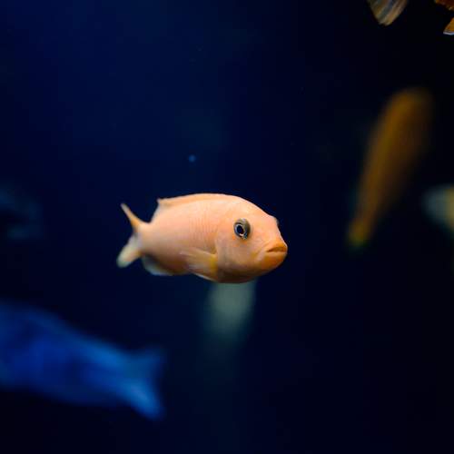 Photo #9047665