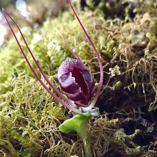 Coribas orcid