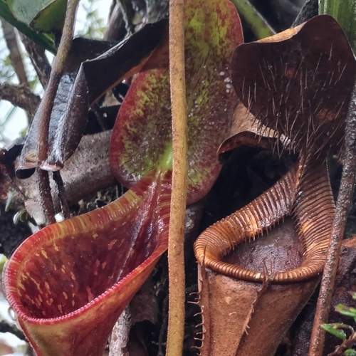 Nepenthes lowii