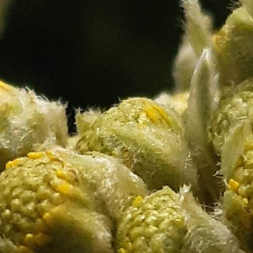 Frailejón