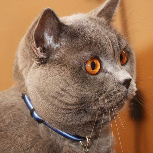 Photo #9050785