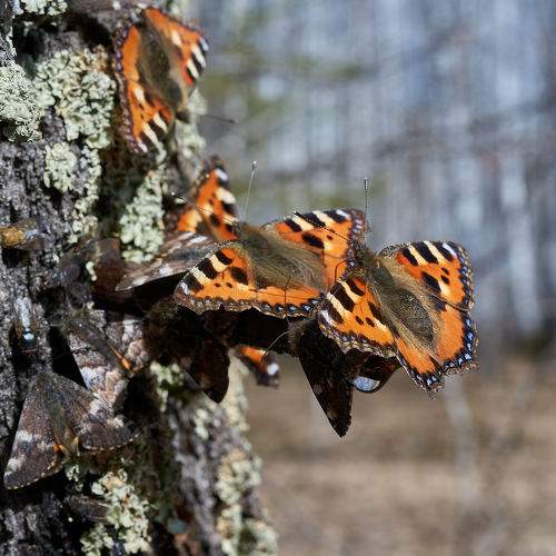 Photo #9051077