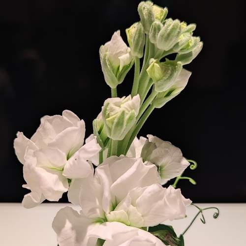 Photo #9055691