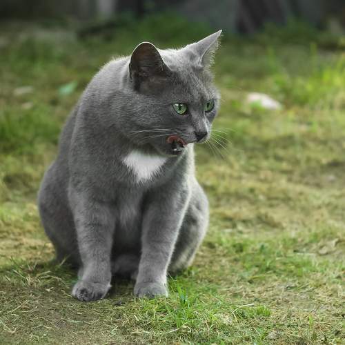 A cat named Kosya licking her lips in the yard