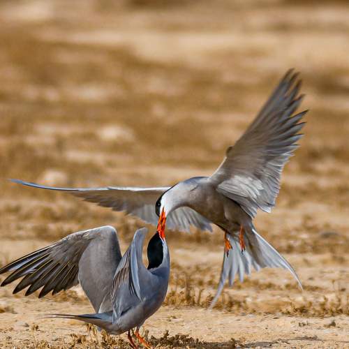 Photo #9061569